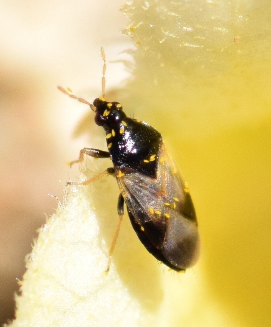 Anthocoridae: Orius pallidicornis